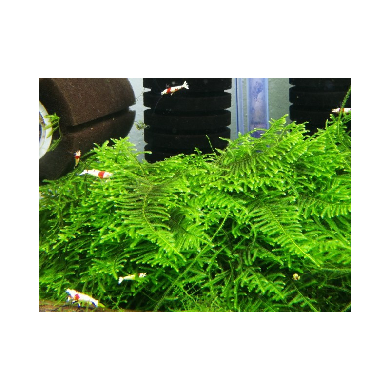 Taxiphyllum sp. 'Spiky Moss'