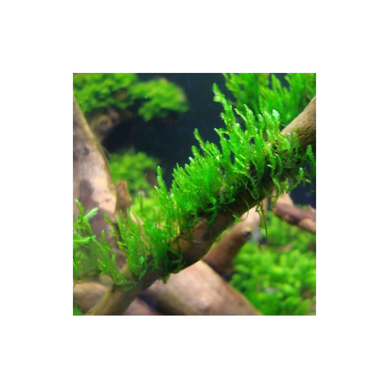 Taxiphyllum sp. 'Spiky Moss'