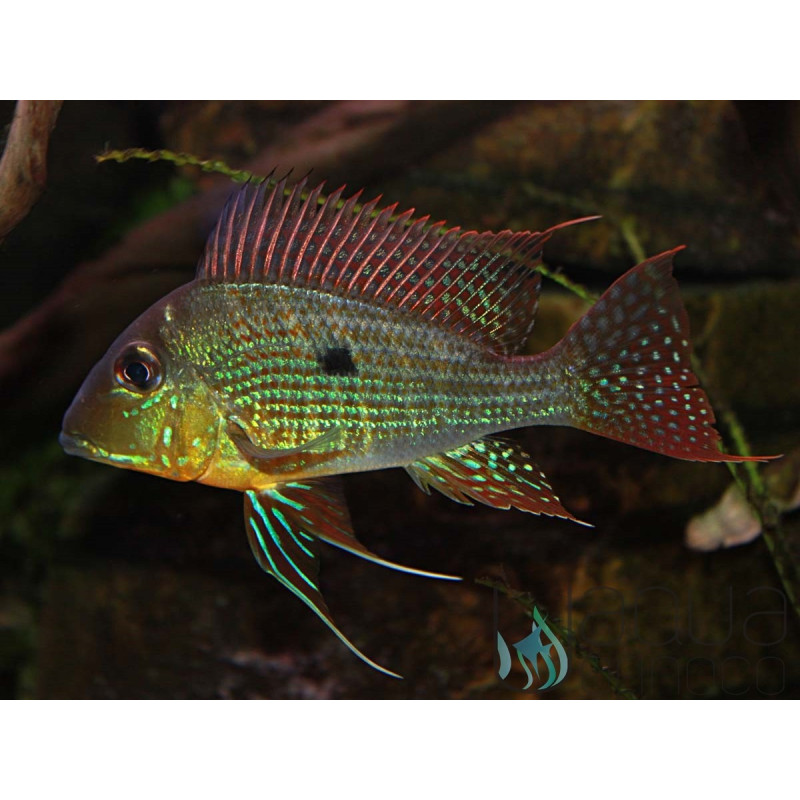 Geophagus surinamensis 10-12 cm