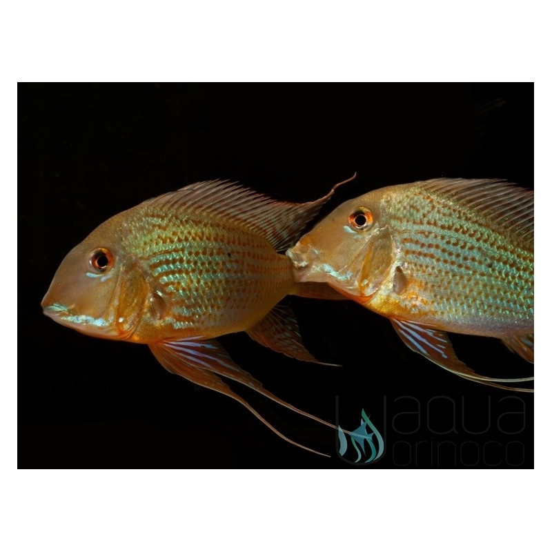 Trompetas Geophagus altifrons 10-12 cm