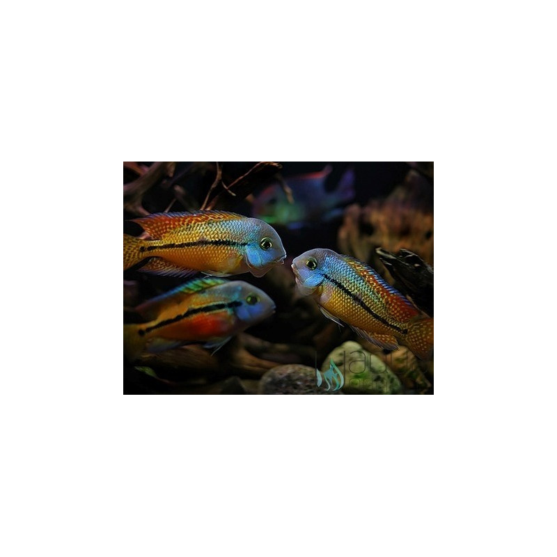 Ciclídeo da Nicaragua - Hypsophrys nicaraguensis 6-8cm