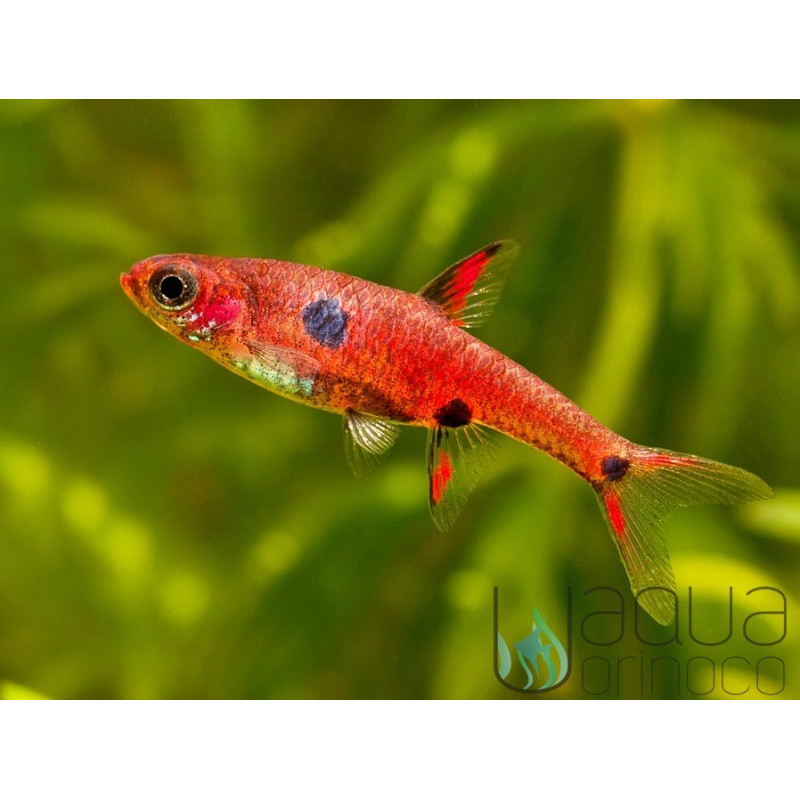 Rasbora enano - Boraras maculatus