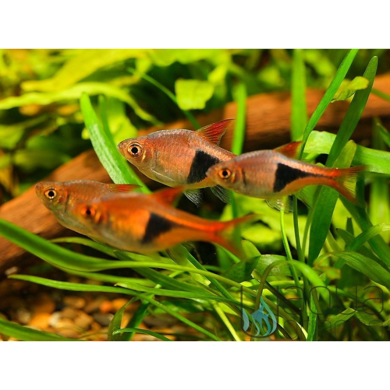 Rasbora Arlequim - Trigonostigma heteromorpha Rasbora Arlequim - Trigonostigma heteromorpha