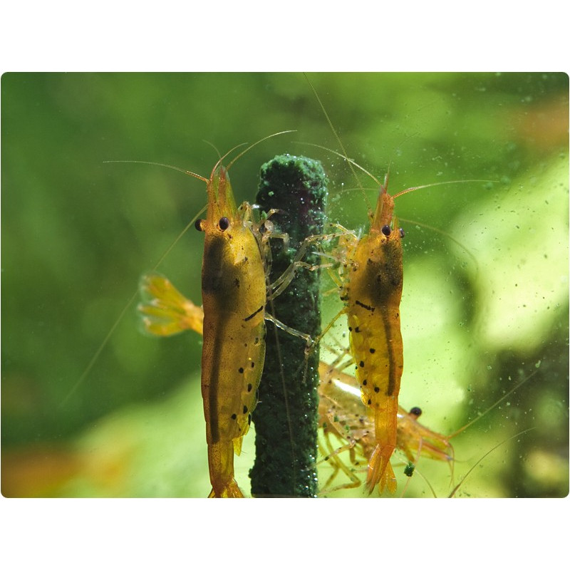 Shrimp Lollies - 4 in 1 - POWER - GlasGarten Shrimp Lollies - 4 in 1 - POWER - GlasGarten