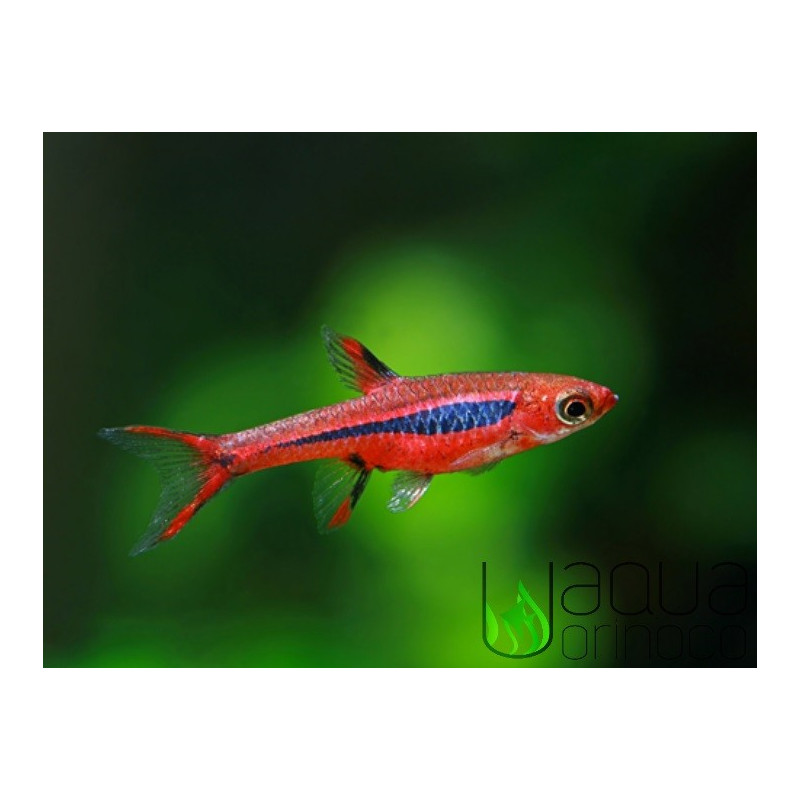 Mosquito Rasbora - Boraras brigittae