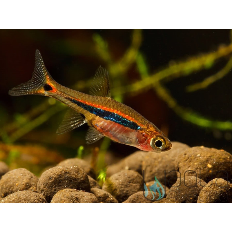 Rasbora Urophthalmoides - Boraras Urophthalmoides