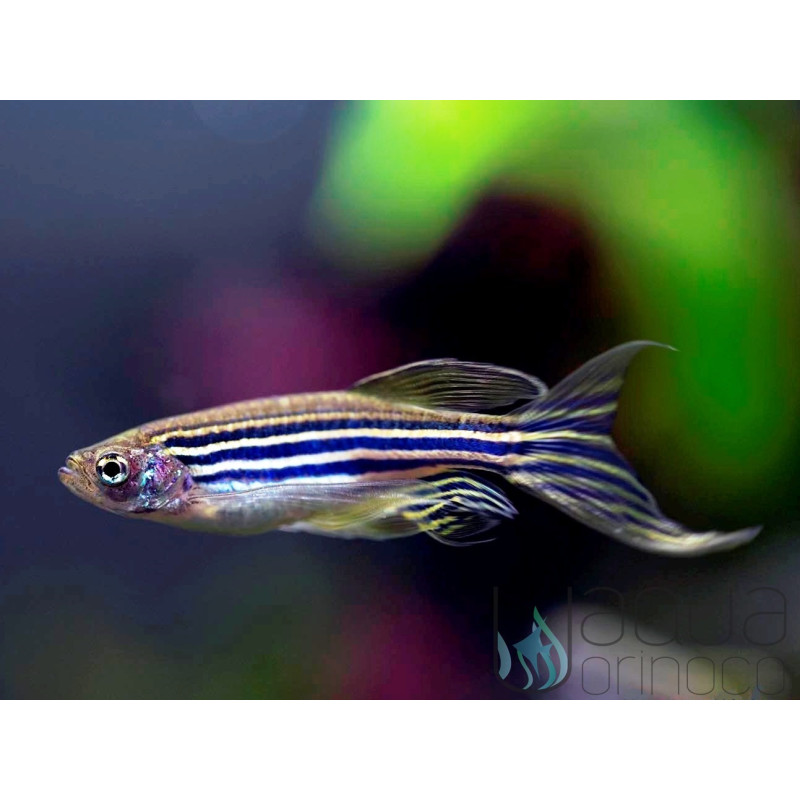 Brachydanio rerio - Danio Zebra Long Fin