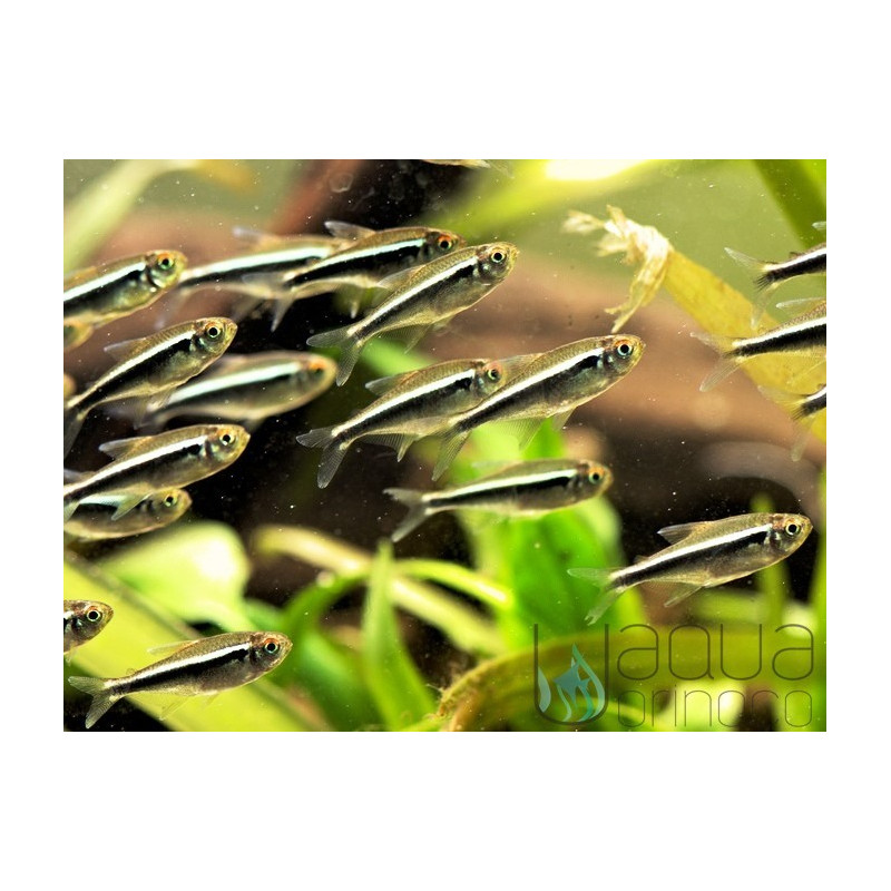 Hyphessobrycon herbertaxelrodi - Black Neon Tetra