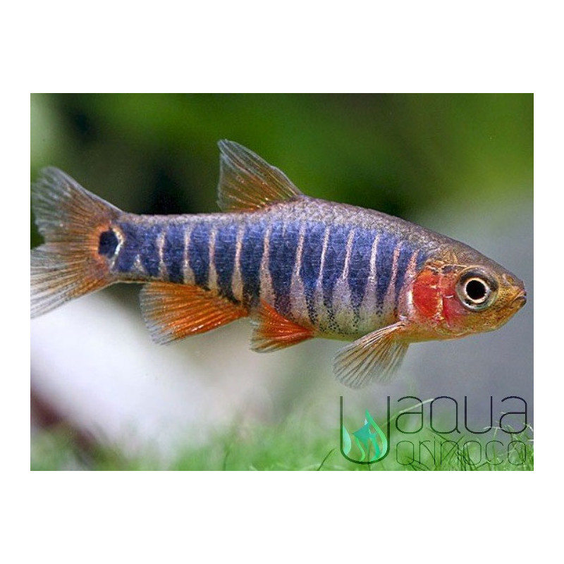 Microrasbora esmeralda - Celestichthys erythromicron Microrasbora esmeralda - Celestichthys erythromicron
