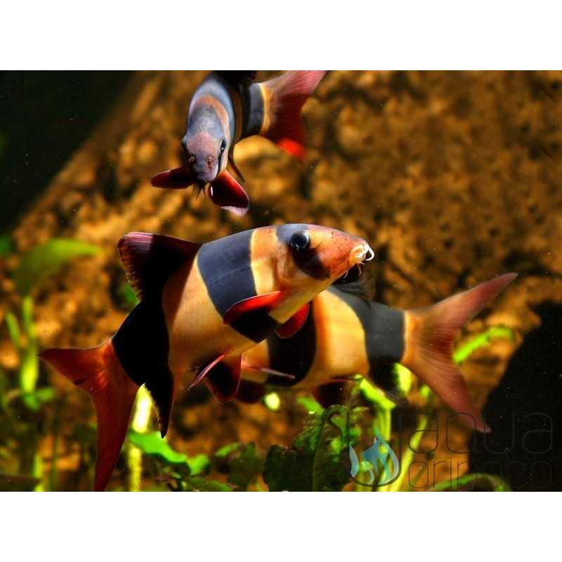 Botia Palhaço - Chromobotia macracanthus 4-5cm