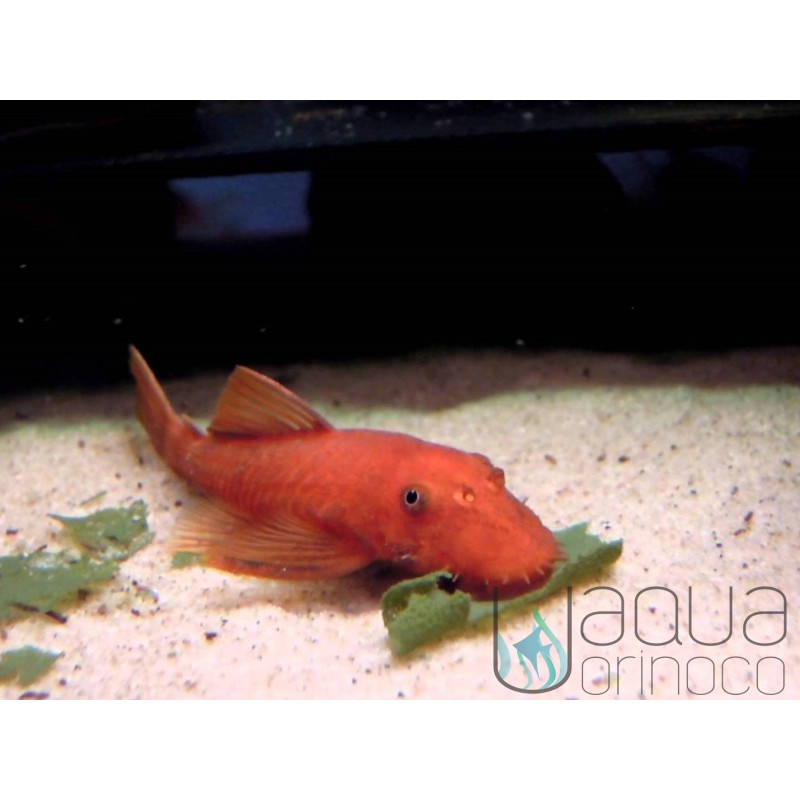 Ancistrus sp. 'Super Red' - 3-4cm
