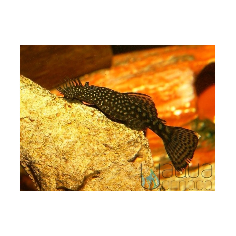 Ancistro Comum - Ancistrus sp. - 3-3,5