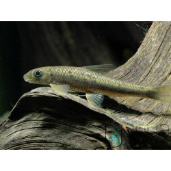 Comedor de Algas Bengali - Crossocheilus latius S Comedor de Algas Bengali - Crossocheilus latius S