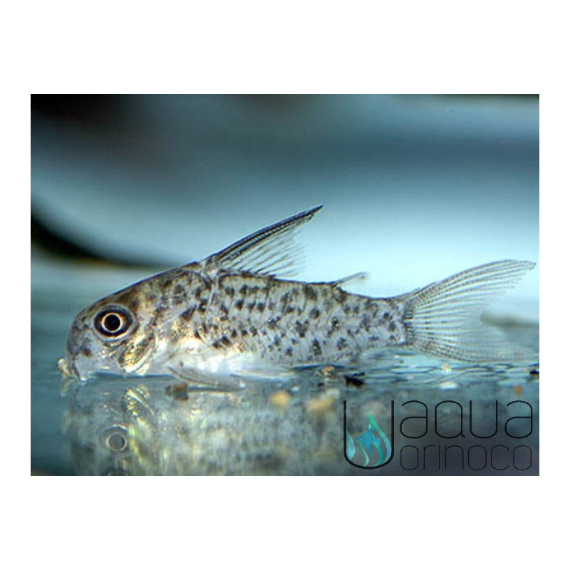 Corydoras loretoensis