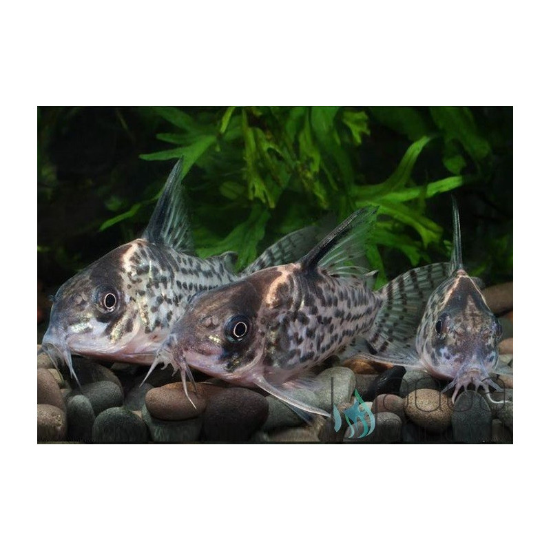 Corydoras leucomelas - M