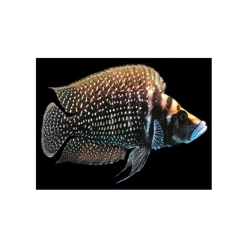 Altolamprologus calvus Black Pearl