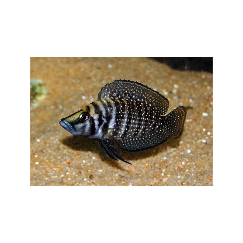 Altolamprologus calvus Black Pearl