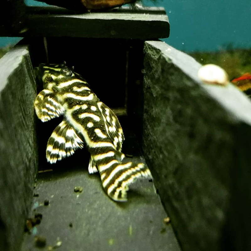 L340 Hypancistrus ' Mega Clown '