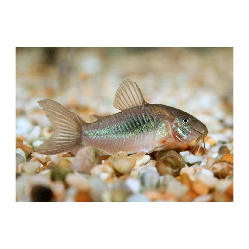 Corydoras Aeneus Bronze