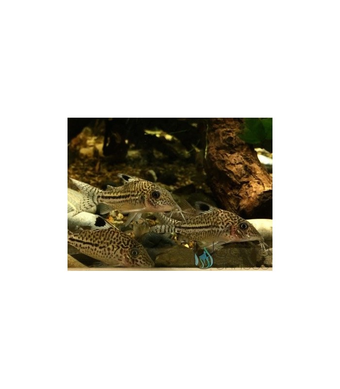 Corydoras leopardus C102 XL
