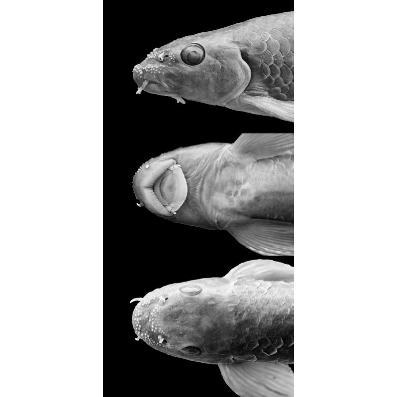 Garra Rufa - Peixe médico / Doctor Fish