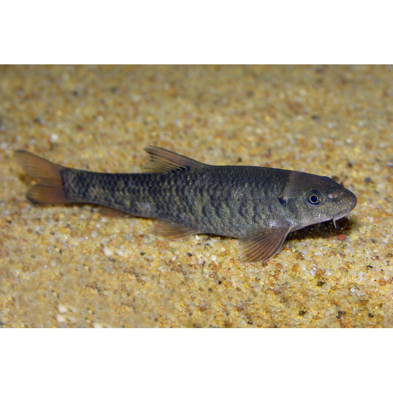 Garra Rufa - Peixe médico / Doctor Fish