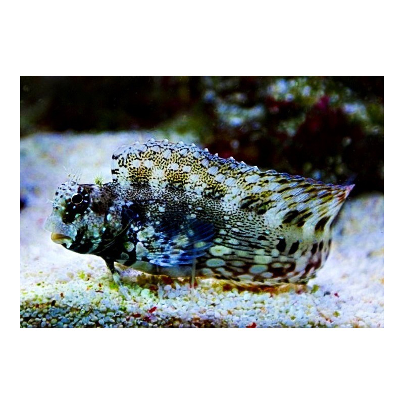 Salarias fasciatus - Sailfin Blenny