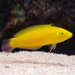 Halichoeres chrysus Halichoeres chrysus