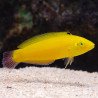 Halichoeres chrysus