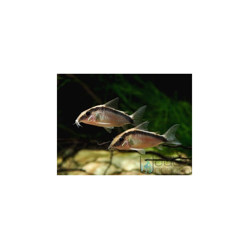 Corydoras arcuatus 4-5cm