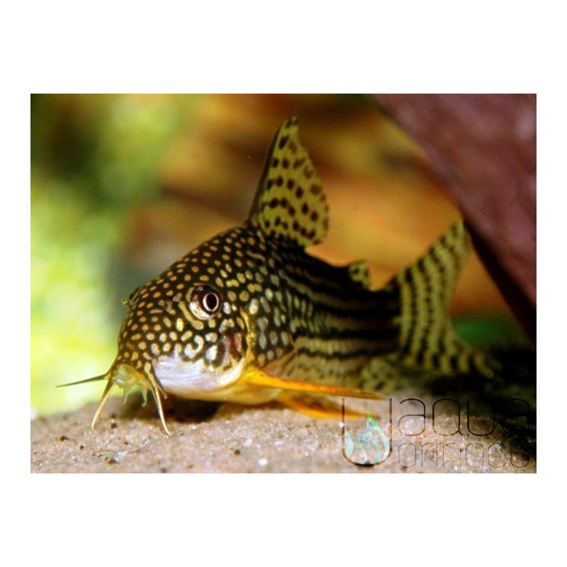 Corydoras sterbai