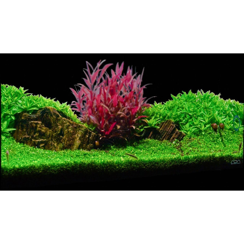 Micranthemum 'Monte Carlo' en Vitro