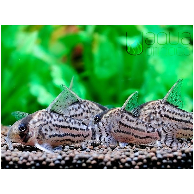 Corydoras schwartzi - L