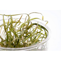 Cryptocoryne tonkinensis Cryptocoryne tonkinensis