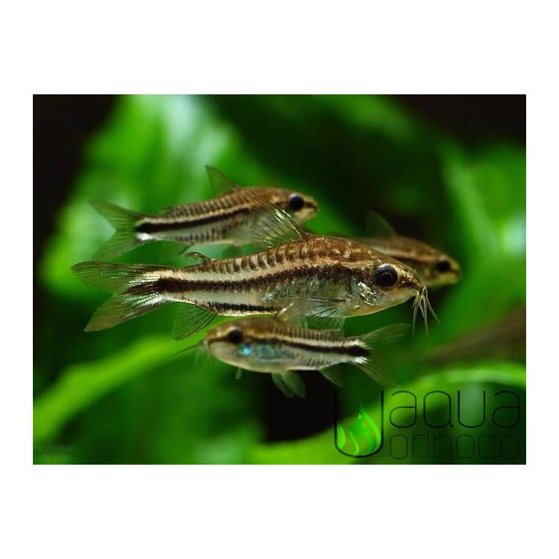 Corydoras pygmaeus - M