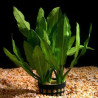 Echinodorus major