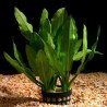 Echinodorus major