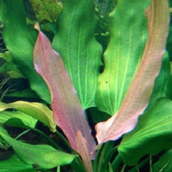 Echinodorus Tricolor Echinodorus Tricolor