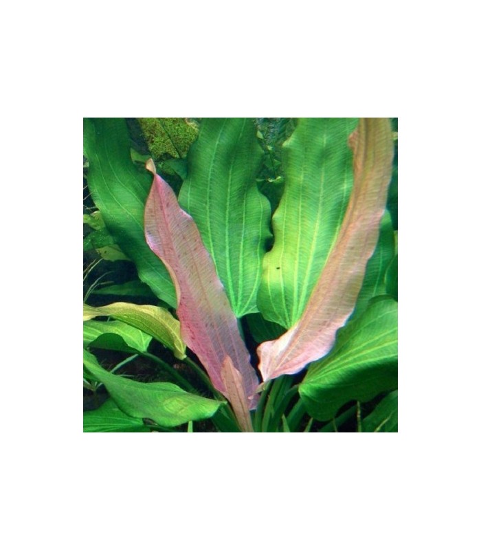 Echinodorus Tricolor