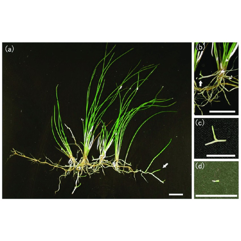 Eleocharis Acicularis