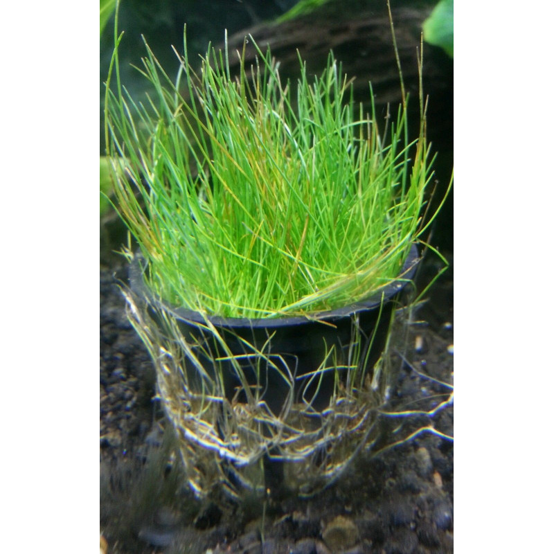 Eleocharis Acicularis