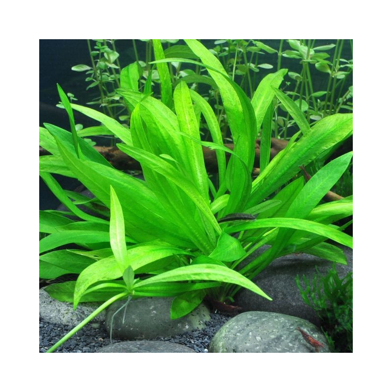 Helanthium bolivianum 'magdalenensis'
