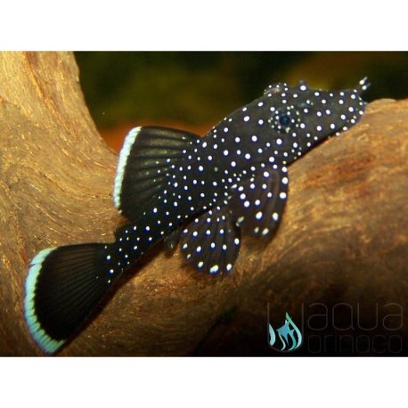 L183 - Starlight Pleco - M