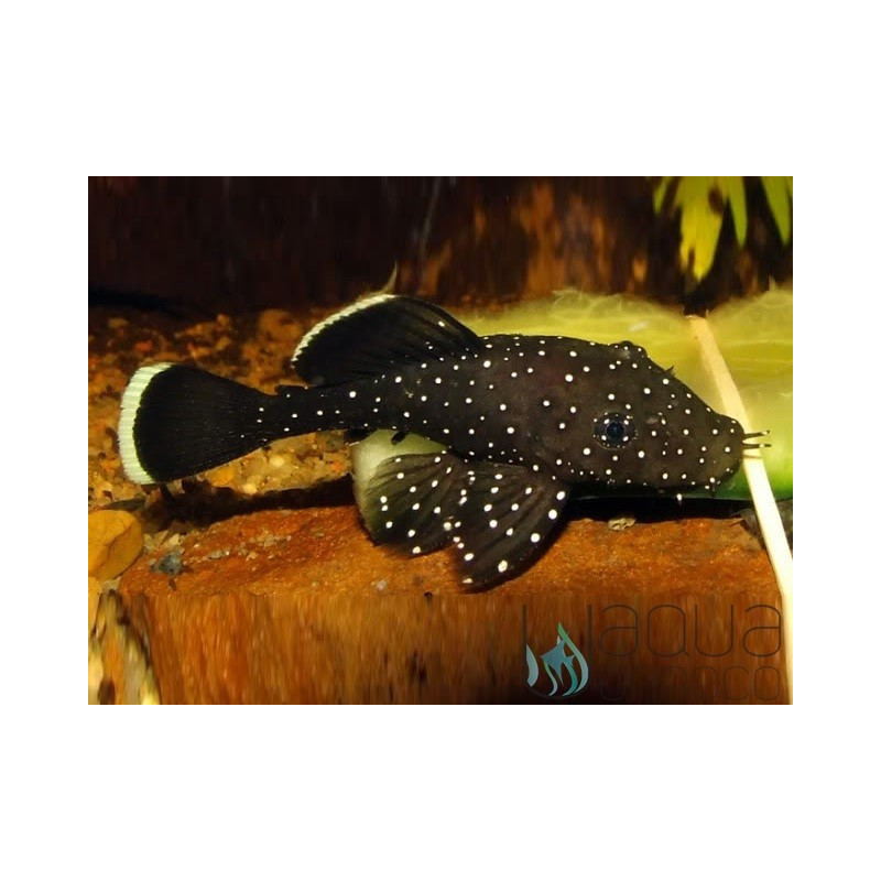 L181 - Menta Pleco - S