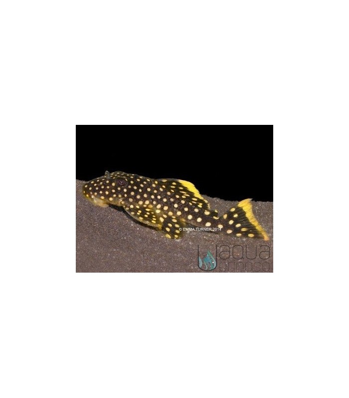 L018 Gold Nugget Pleco 6-7cm - Baryancistrus xanthellus