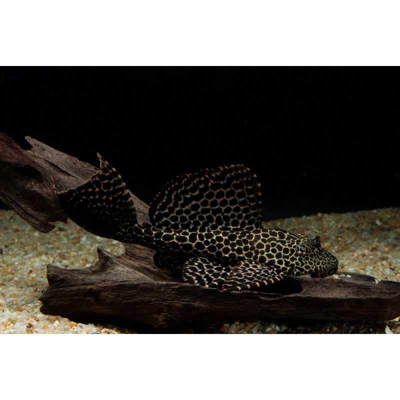 Velo de leopardo Pleco - Pterygoplichthys gibbiceps 7-9cm