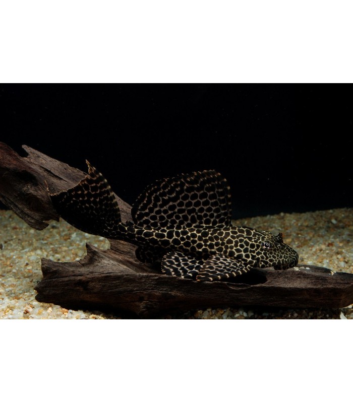 Pleco Leopardo Véu - Pterygoplichthys gibbiceps 7-9 cm