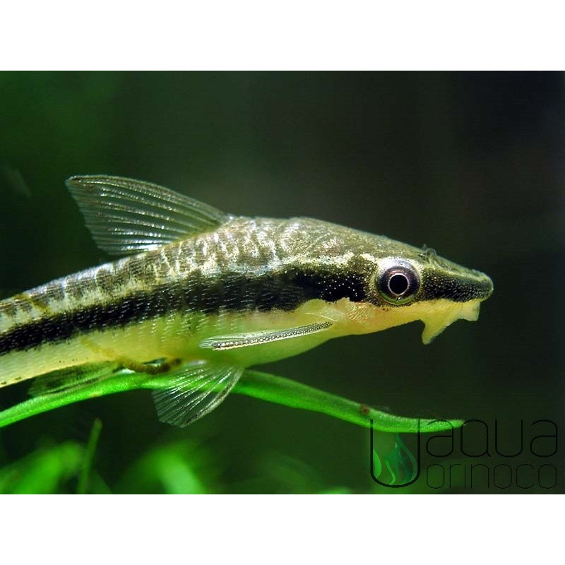 Otocinclus affinis