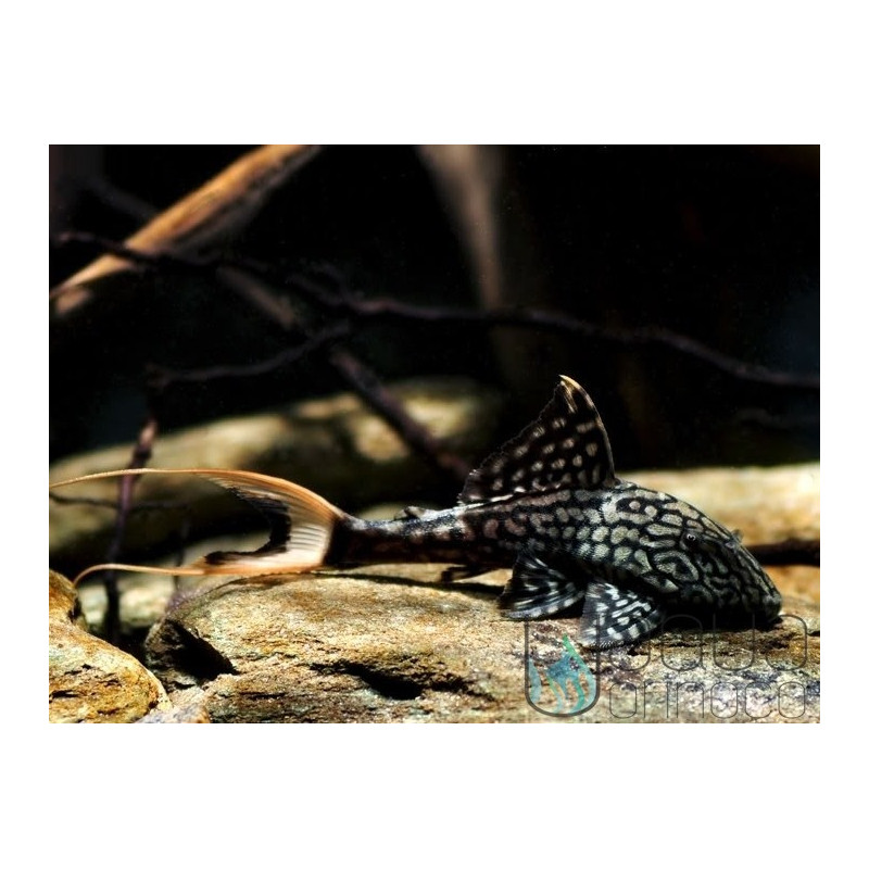 Papa Pleco L90 - Panaque Bathyphilus - 6-7 cm