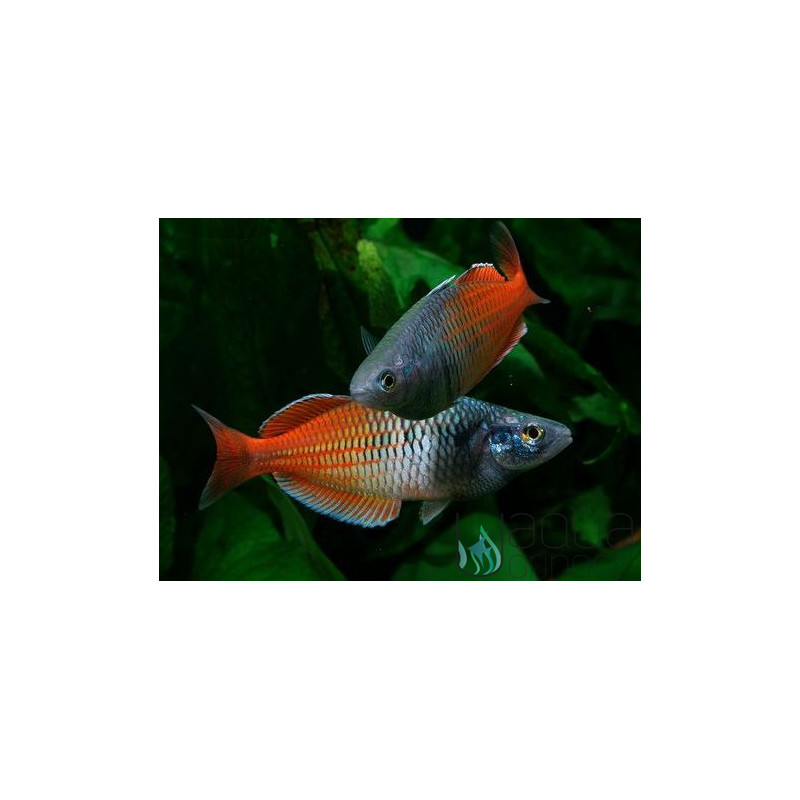Rainbow Boesemani - Melanotaenia boesemani M Rainbow Boesemani - Melanotaenia boesemani M